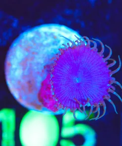 Wysiwyg Purple Death Zoanthid Frag [F105]