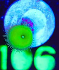 Wysiwyg Green Death Zoanthid Frag [F106]