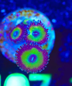 Wysiwyg Candy Apple Pink Zoanthid Frag [F107]