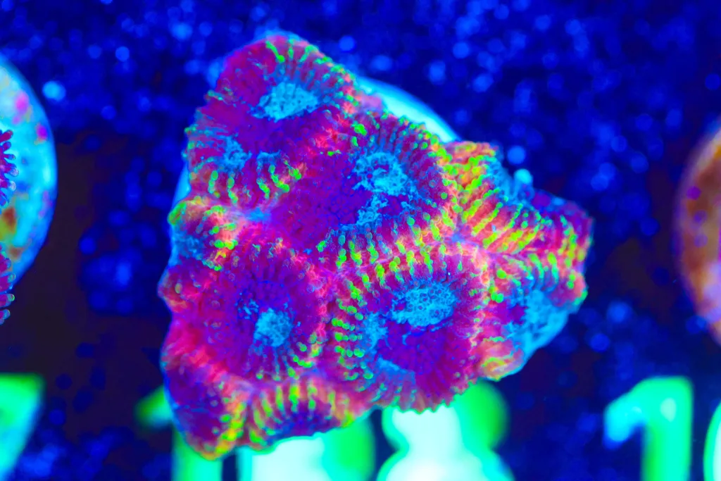 Frag Box Corals