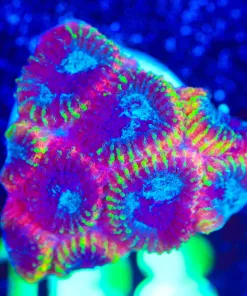 Wysiwyg Marbled Favia Frag [F108]