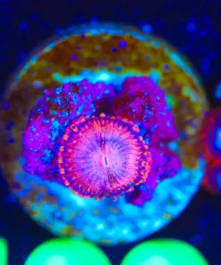 Wysiwyg Small Pink Nova Zoanthid Frag [F109]