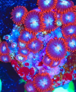 Wysiwyg Fire n Ice Zoanthid Frag [F110]