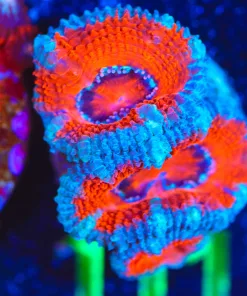 Wysiwyg  Acan Frag  [F111]