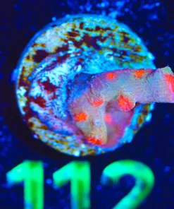 Wysiwyg Tin Branching Red Cyphastrea Coral Frag  [F112]