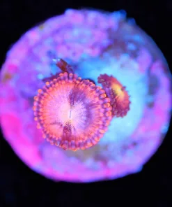 Wysiwyg Pink Nova Zoanthid Frag [F113]