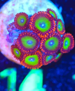 Wysiwyg Candy Apple Zoanthid Frag  [F114]