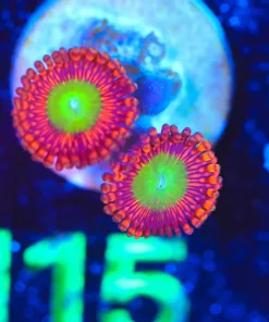 Wysiwyg 2x Goblin Zoa Frag [F115]