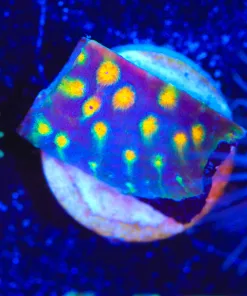 Wysiwyg Cyphastrea Frag [F117]