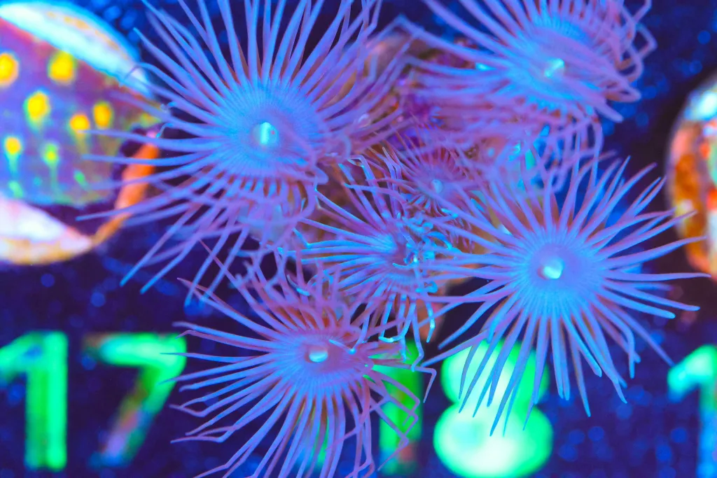 Frag Box Corals