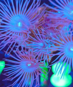 Wysiwyg Long Tentacle Zoanthid Frag [F118]