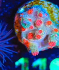 Wysiwyg  Small Branching Red Cyphastrea Frag  Frag  [F119]