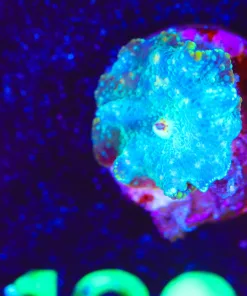 Wysiwyg Green Mushroom Frag  [F120]