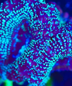 Wysiwyg  Acan  Frag  [F121]