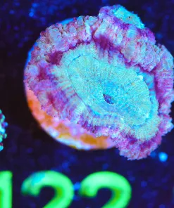Wysiwyg Small Acan Frag [F122]