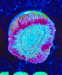 Wysiwyg Acan Frag [F123]