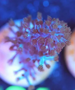 Wysiwyg Blue Leather Coral Frag [F124]