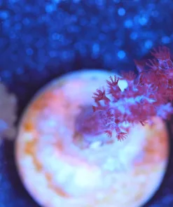 Wysiwyg Small Kenya Tree Coral Frag [F125]