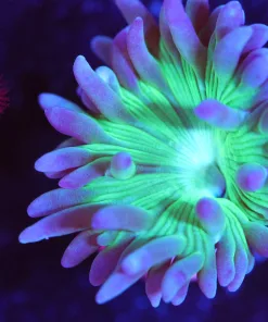 Wysiwyg Duncan Coral Frag [F126]