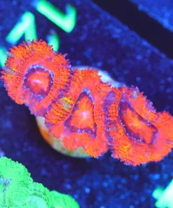 Wysiwyg ACan Frag [F127]