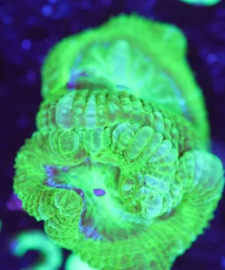 Wysiwyg Acan Frag [F128]