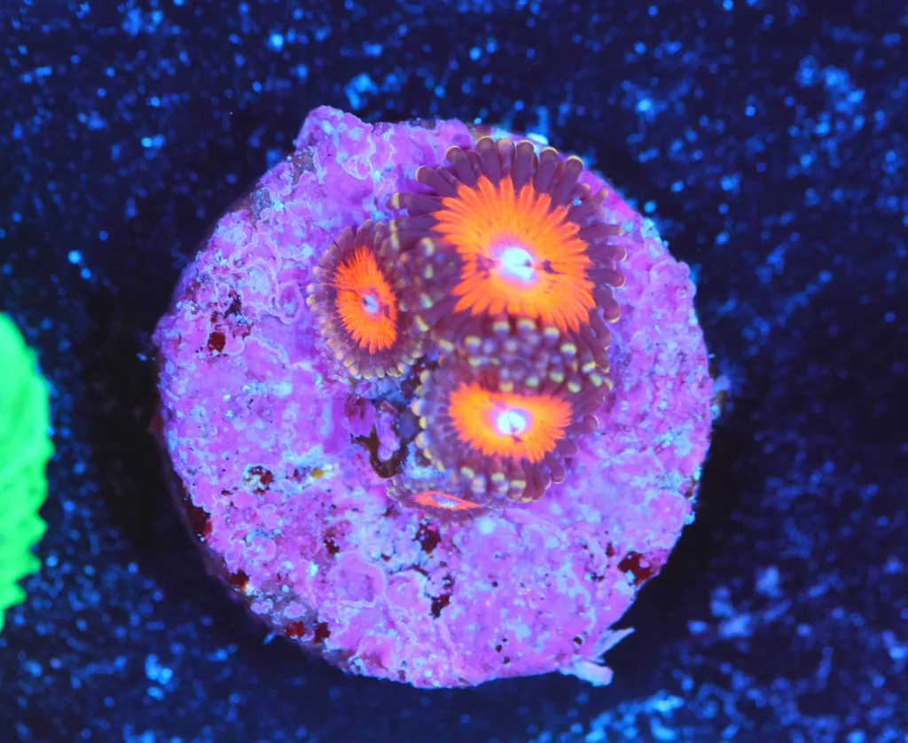 Frag Box Corals