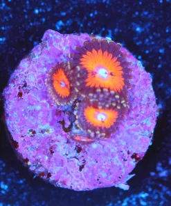Wysiwyg Small Dracula Zoa Frag [F129]