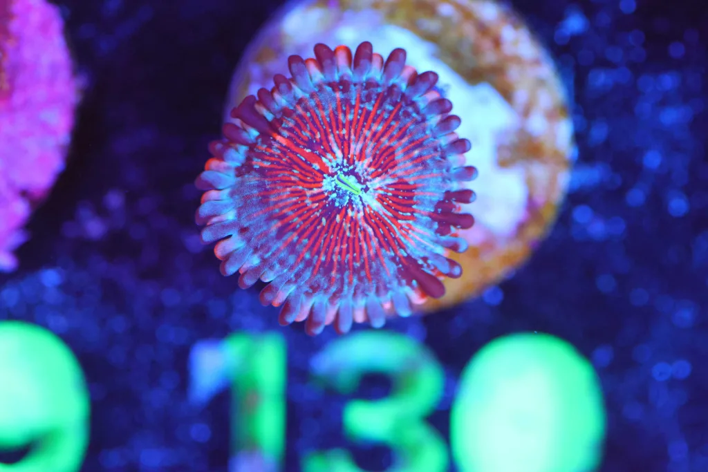 Frag Box Corals