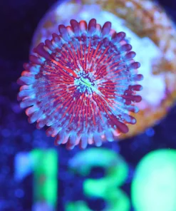 Wysiwyg Blue Agave Zoa Frag [F130]