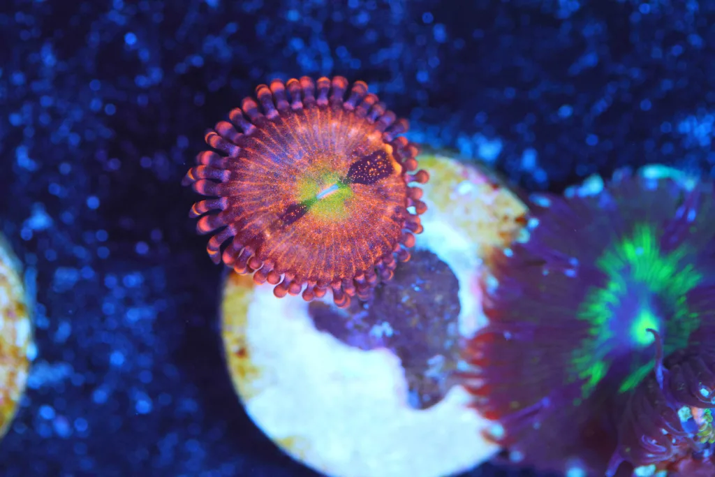 Frag Box Corals