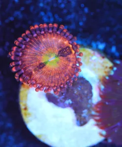 Wysiwyg Pineapple Express Zoa Frag  [F131]