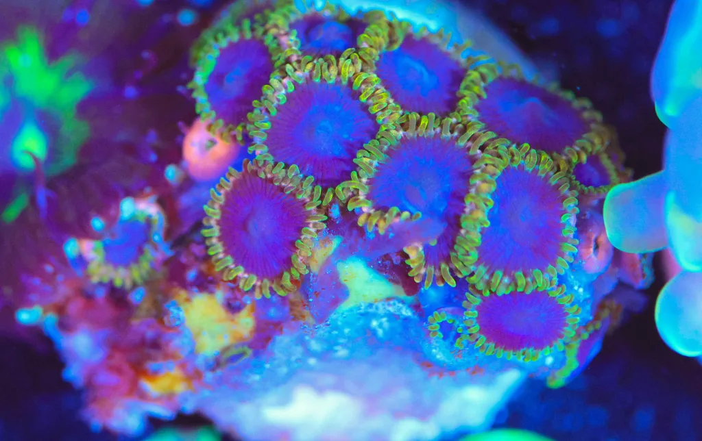 Frag Box Corals