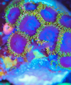 Wysiwyg Yellow Rim Purple ZOa Frag  [F132]