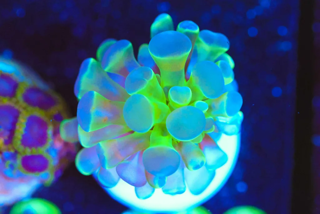 Frag Box Corals