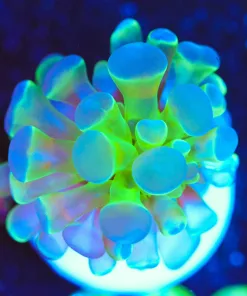 Wysiwyg Hammer Coral Frag [F133]