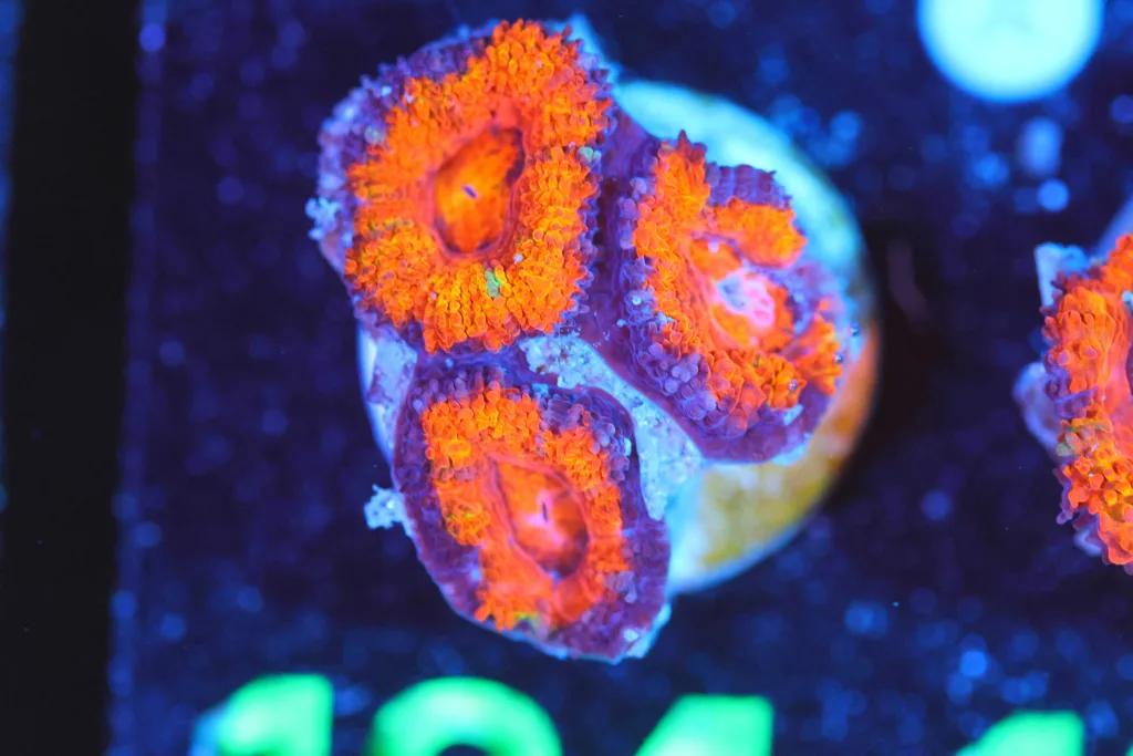 Frag Box Corals