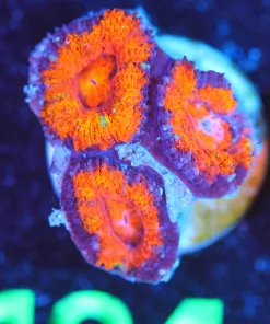 Wysiwyg Acan Coral Frag [F134]