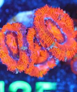 Wysiwyg Acan Frag [F135] * Free shipping $249 Livestock minimum spend*