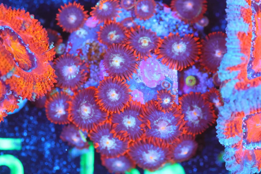 Frag Box Corals