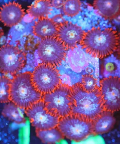 Wysiwyg LArge Zoa Frag [F136]