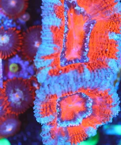 Wysiwyg  Acan Frag [F137]