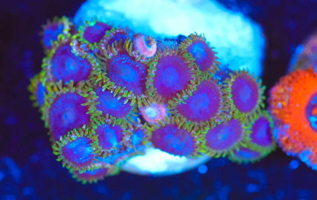Frag Box Corals