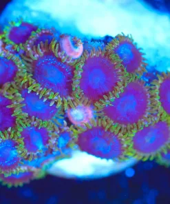 Wysiwyg Zoa Frag  [F138]