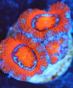 Wysiwyg Acan Frag  [F139]