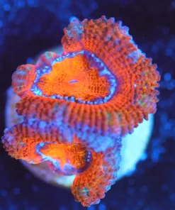 Wysiwyg SMall Acan Frag [F140]