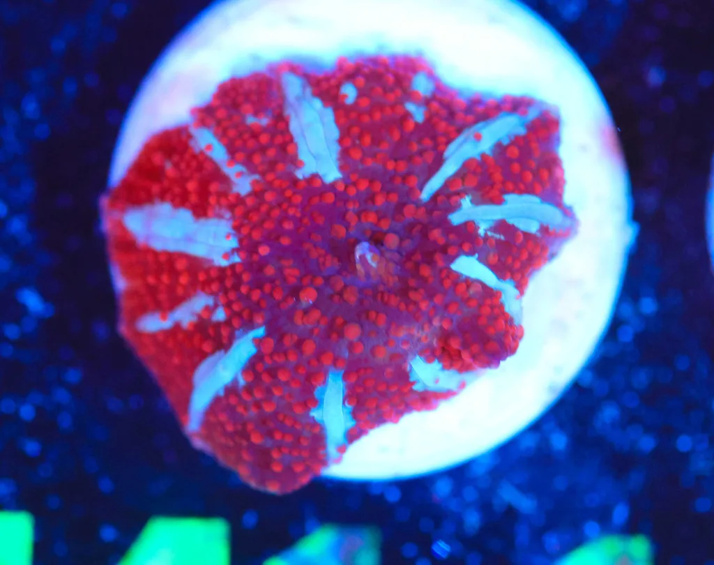 Frag Box Corals
