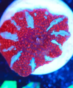 Wysiwyg Red Riding Hood Mushroom Frag Frag [F141]
