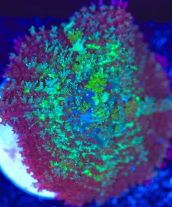 Wysiwyg  Mushroom Frag [F142]