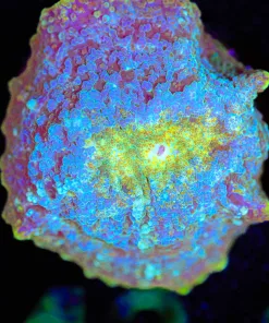 Wysiwyg Golden Lake Mushroom Frag [F143]