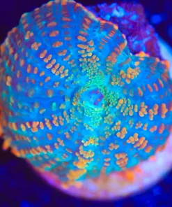 Wysiwyg Rhodactis Mushroom Frag  [F144]